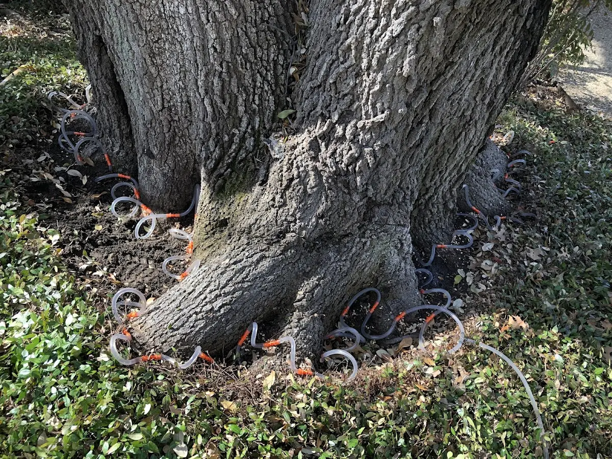 Detailed Tree Cabling and Bracing job site in Ellendale